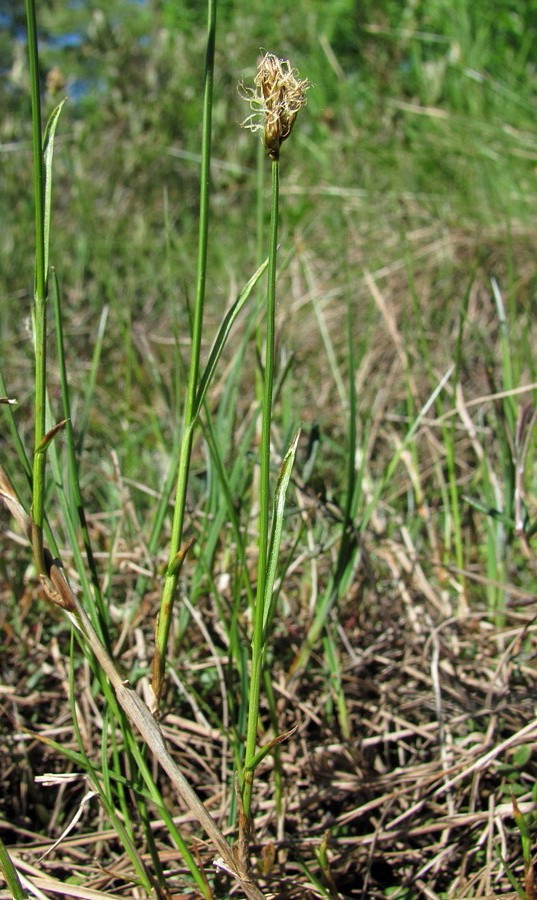 Изображение особи Carex chordorrhiza.