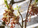 Acer negundo. Соцветия. Санкт-Петербург. 3 мая 2004 г.
