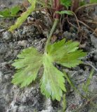 Ranunculus