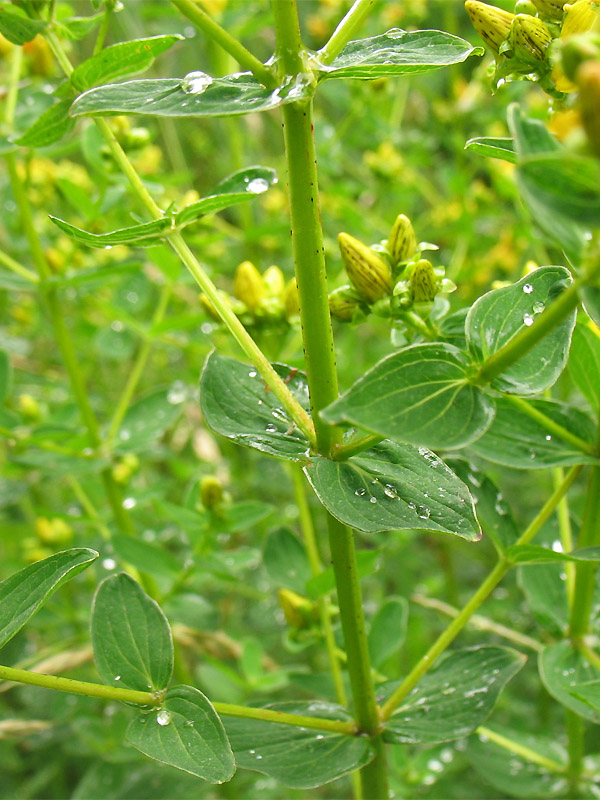 Изображение особи Hypericum maculatum.