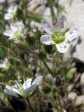 Minuartia hirsuta. Цветки. Горный Крым, Ай-Петринская яйла. 29 июня 2011 г.