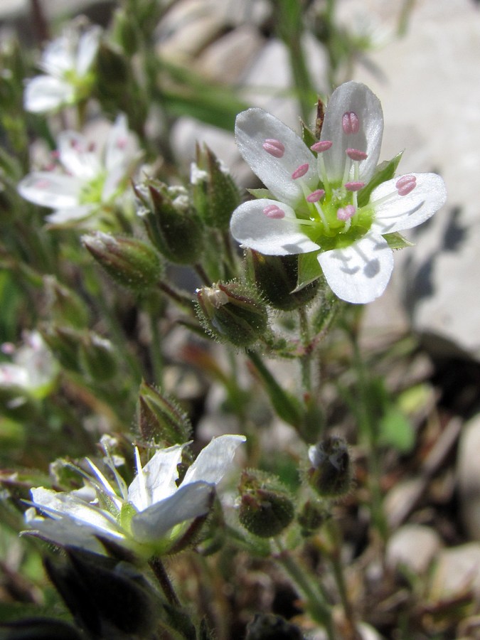 Image of Minuartia hirsuta specimen.