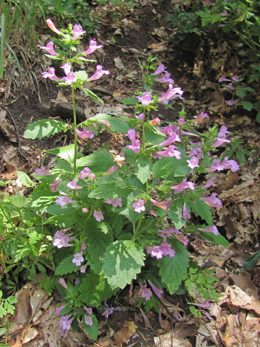 Image of Drymosiphon grandiflorus specimen.