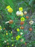 Trifolium aureum