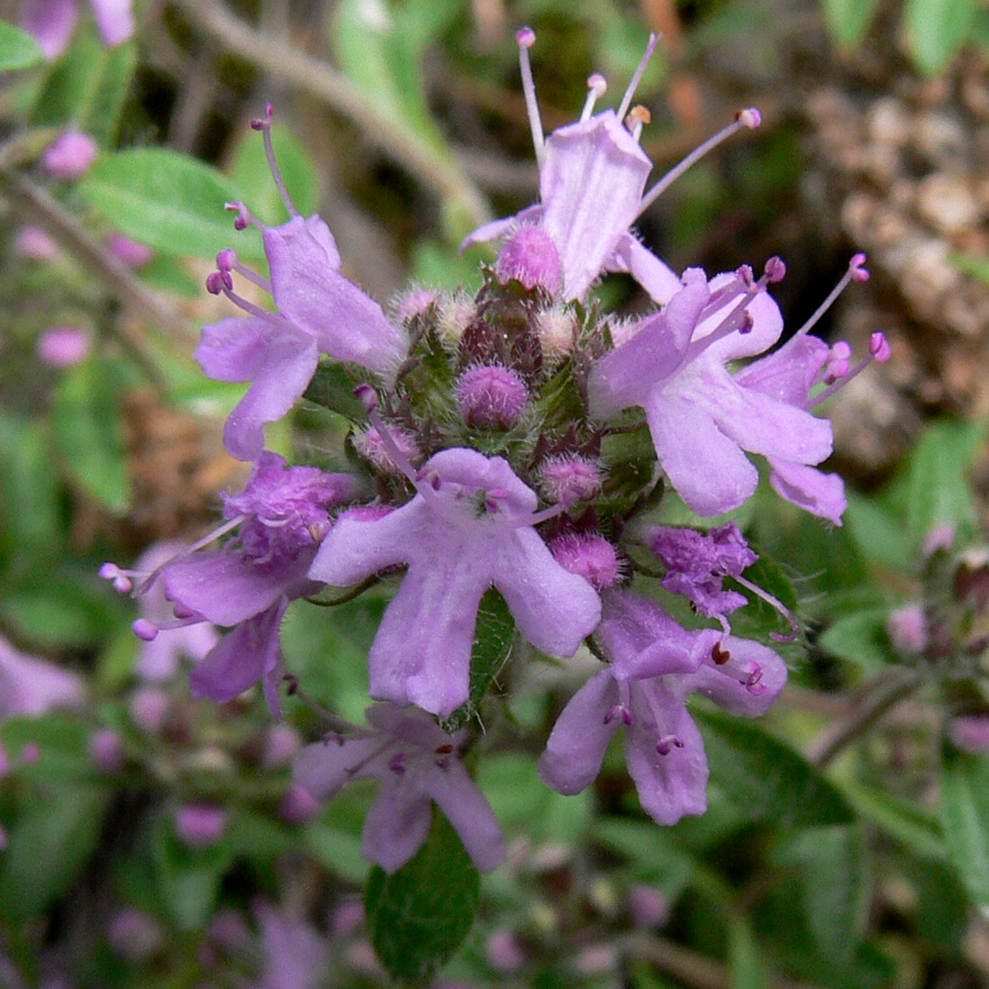 Изображение особи Thymus hirticaulis.