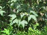 Acer mono