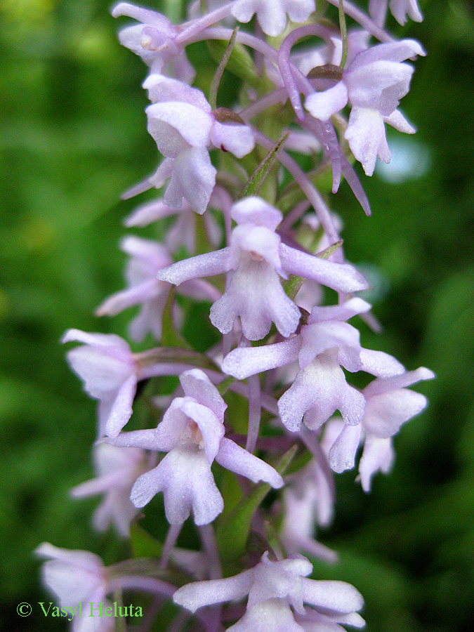 Image of Gymnadenia conopsea specimen.