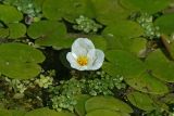Hydrocharis morsus-ranae. Цветущее растение. Республика Татарстан, Зеленодольский р-н, памятник природы \"Ильинская балка\".