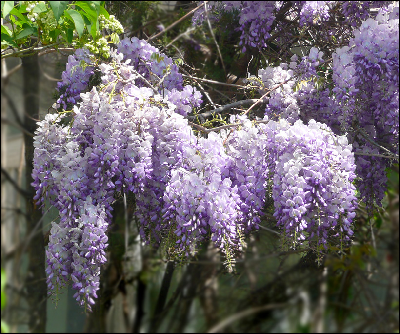 Изображение особи Wisteria sinensis.