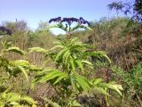 Sambucus ebulus