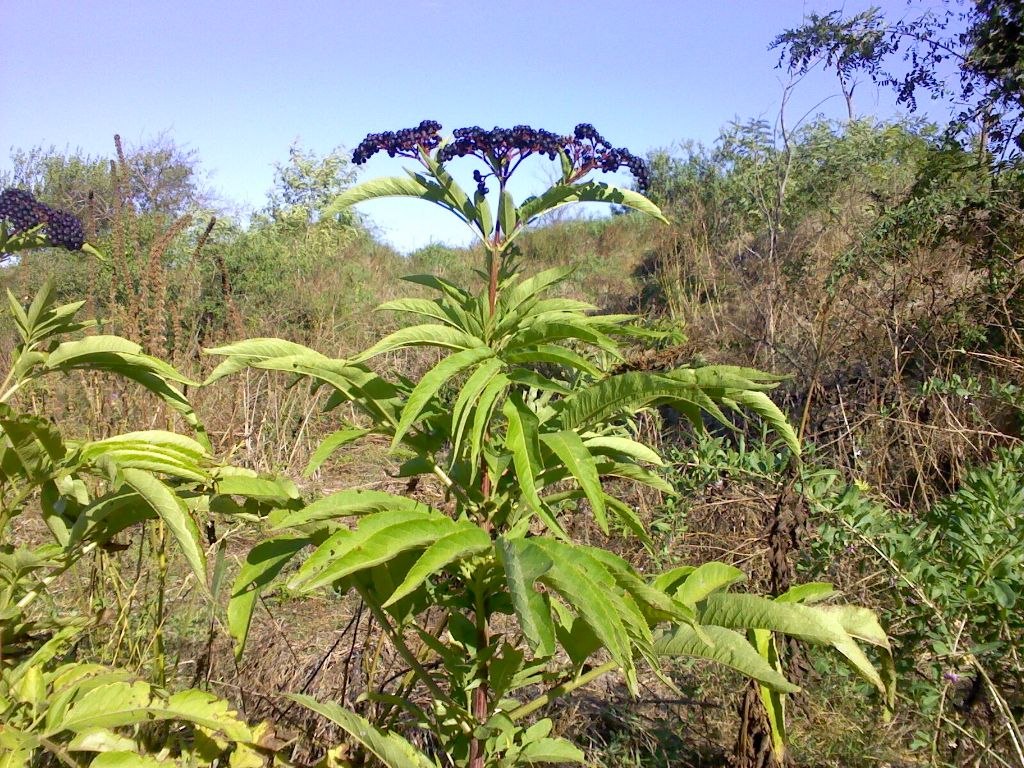 Изображение особи Sambucus ebulus.