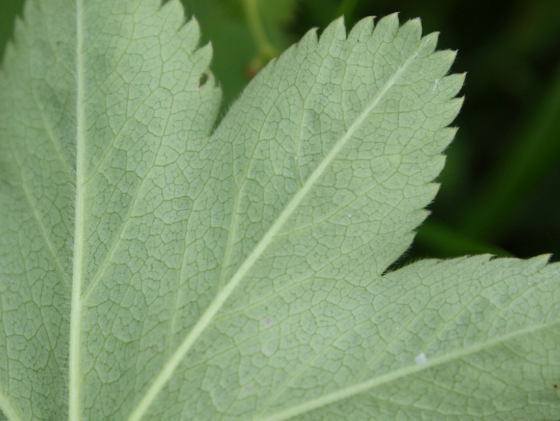 Изображение особи Alchemilla monticola.