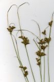 Juncus tenuis