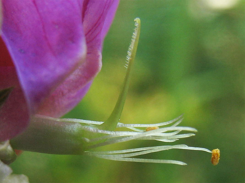 Image of Lathyrus japonicus ssp. maritimus specimen.