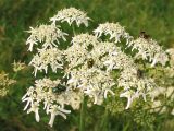 Heracleum sphondylium. Соцветие с кормящимися на нём мухами. Нидерланды, провинция Groningen, Haren, на лугу. 27 июля 2008 г.