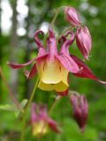 Aquilegia oxysepala