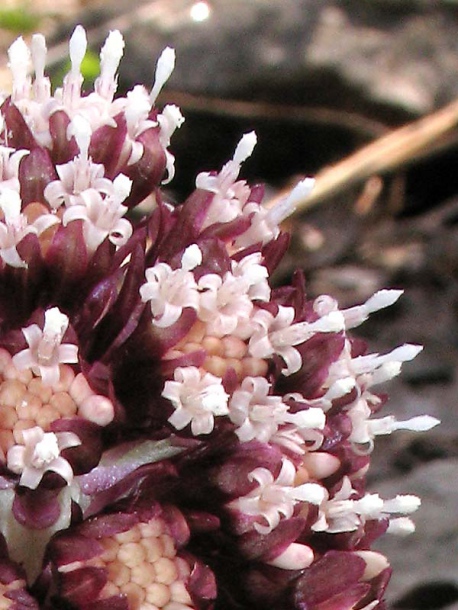 Image of Petasites hybridus specimen.