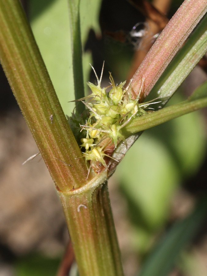 Изображение особи Rumex maritimus.