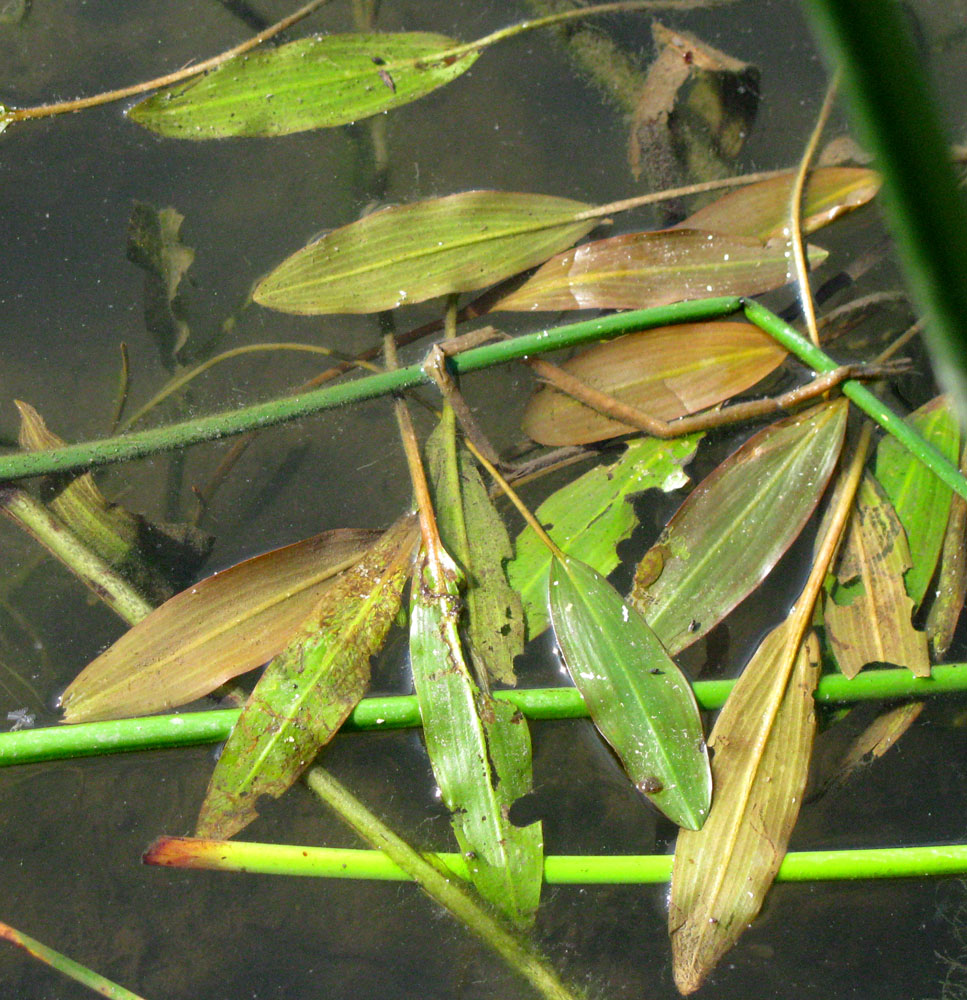 Image of Potamogeton nodosus specimen.