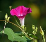 Ipomoea purpurea. Побеги с цветком и бутонами. Московская обл., Раменский р-н, окр. дер. Хрипань, дачный участок. 16.08.2007.