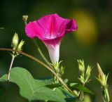 Ipomoea purpurea