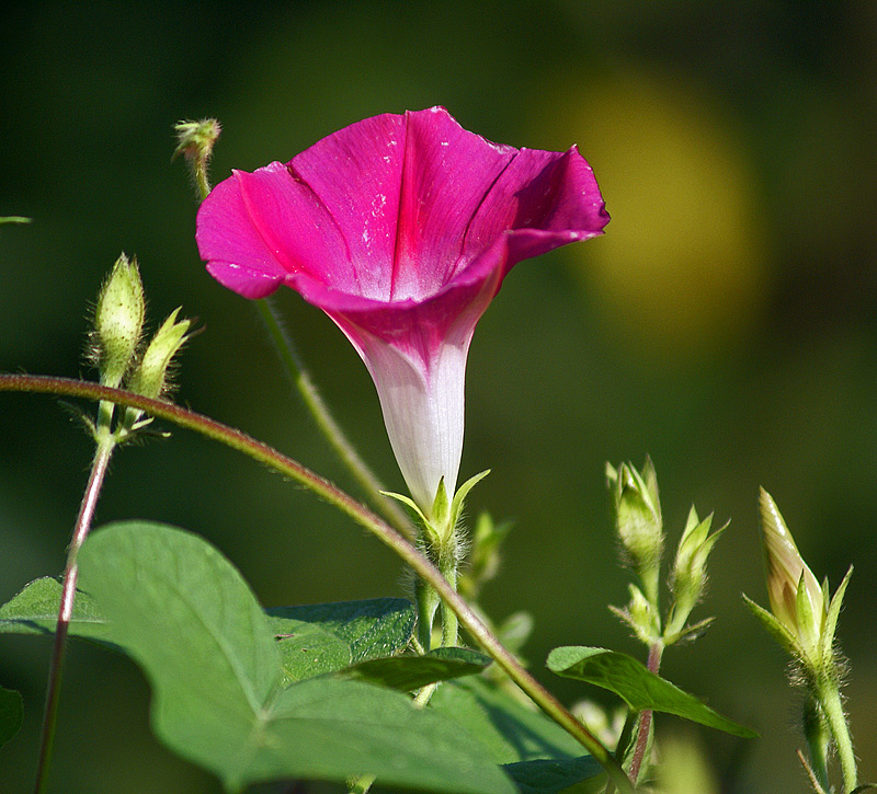 Image of Ipomoea purpurea specimen.
