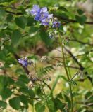 Polemonium caeruleum. Верхушка цветущего растения. Мурманская обл., Кандалакшский р-н, окр. пос. Лувеньга. 01.07.2010.