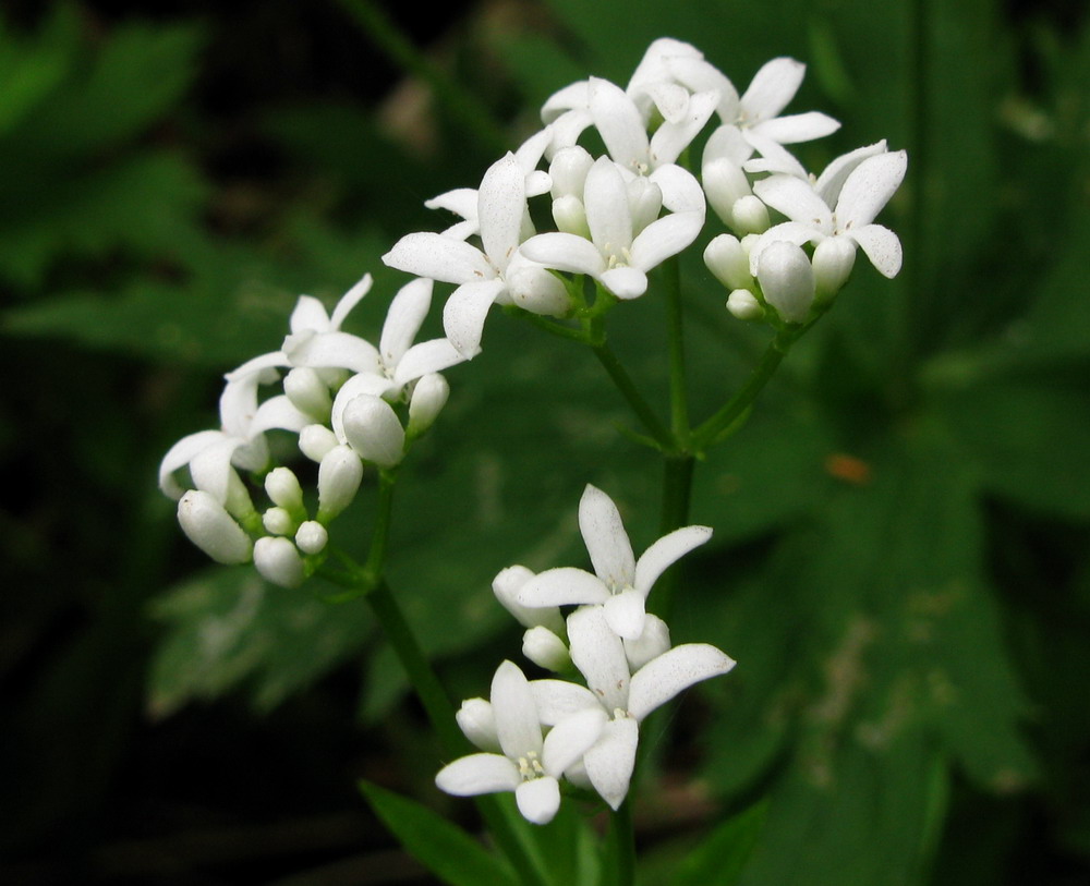 Изображение особи Galium odoratum.