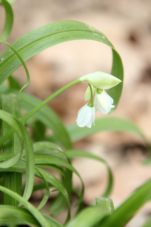 Image of Allium paradoxum specimen.