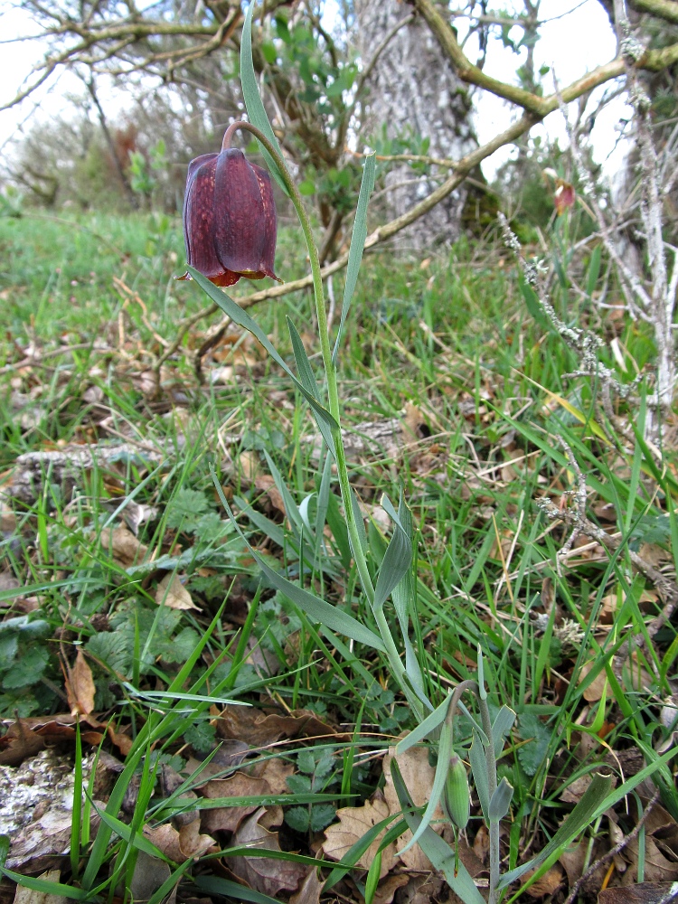 Image of Fritillaria pyrenaica specimen.