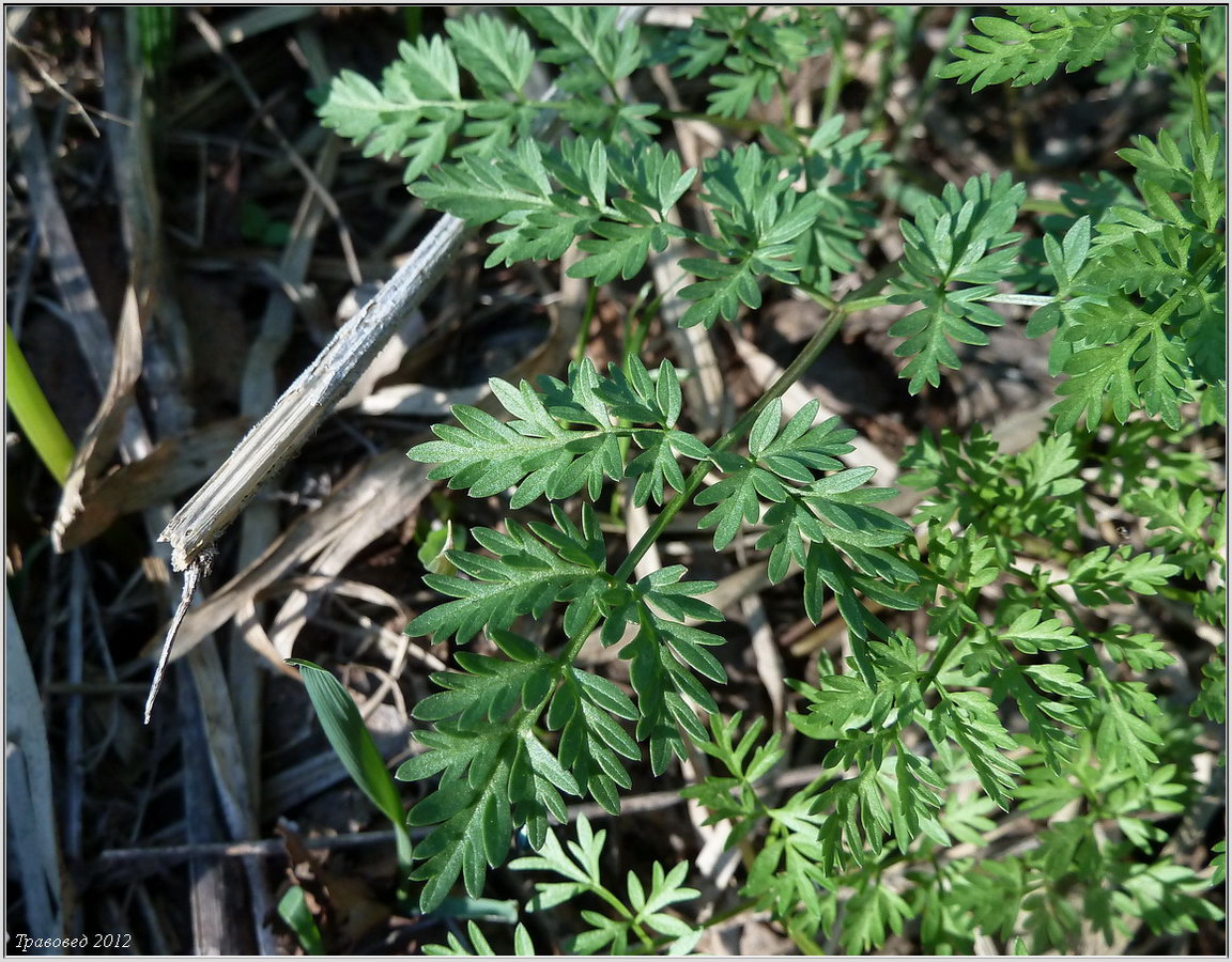 Image of Chaerophyllum prescottii specimen.
