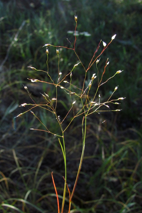 Image of Aira elegans specimen.