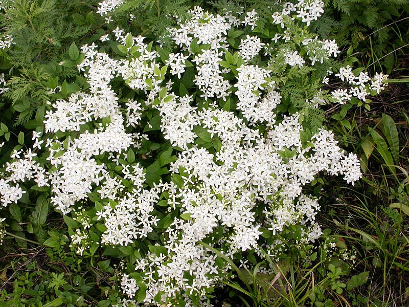 Изображение особи Clematis mandshurica.