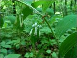 Polygonatum multiflorum. Часть побега с завязавшимися плодами. Чувашия, окр. г. Шумерля, берег р. Сура, пойма р. Шумерлинка. 23 мая 2012 г.