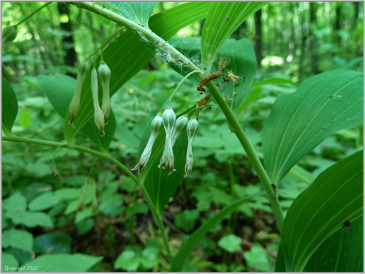 Image of Polygonatum multiflorum specimen.