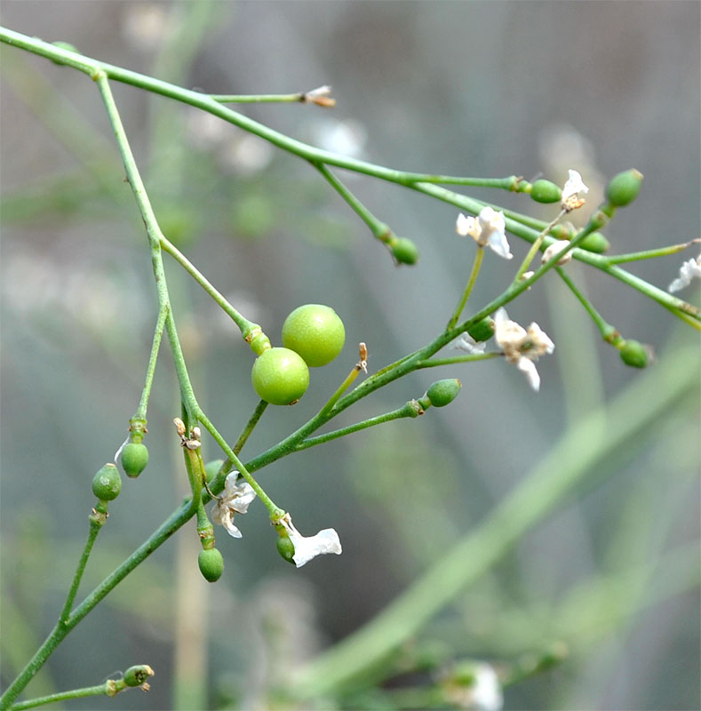 Изображение особи Crambe juncea.