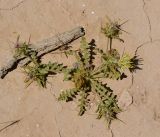 Centaurea pallescens