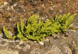 Woodsia ilvensis