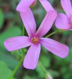 Oxalis articulata. Цветок. Абхазия, Гагрский р-н, окр. г. Пицунда, вблизи дороги. 10.06.2012.