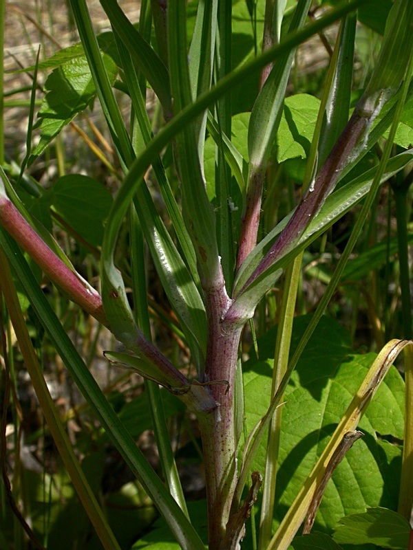 Изображение особи Tragopogon dubius ssp. major.