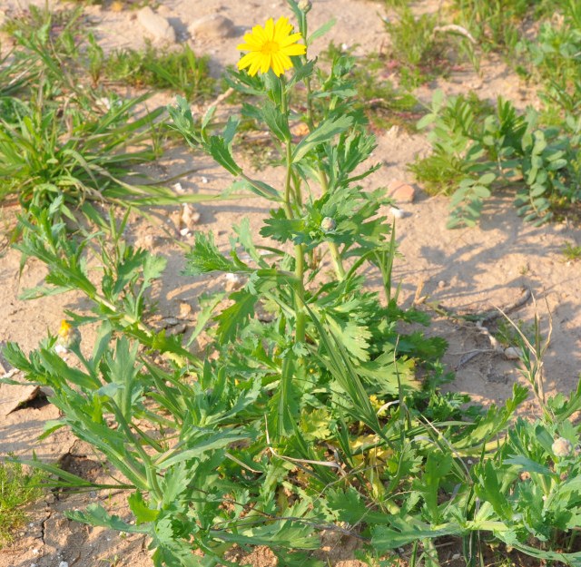 Image of Glebionis segetum specimen.