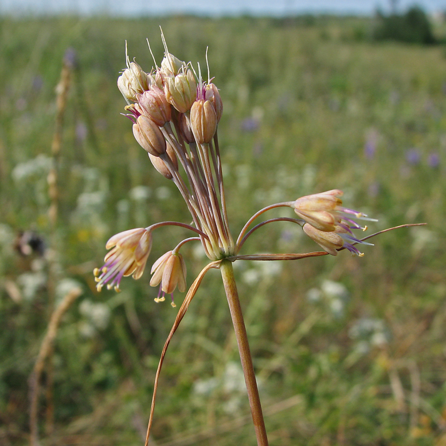 Изображение особи Allium paczoskianum.