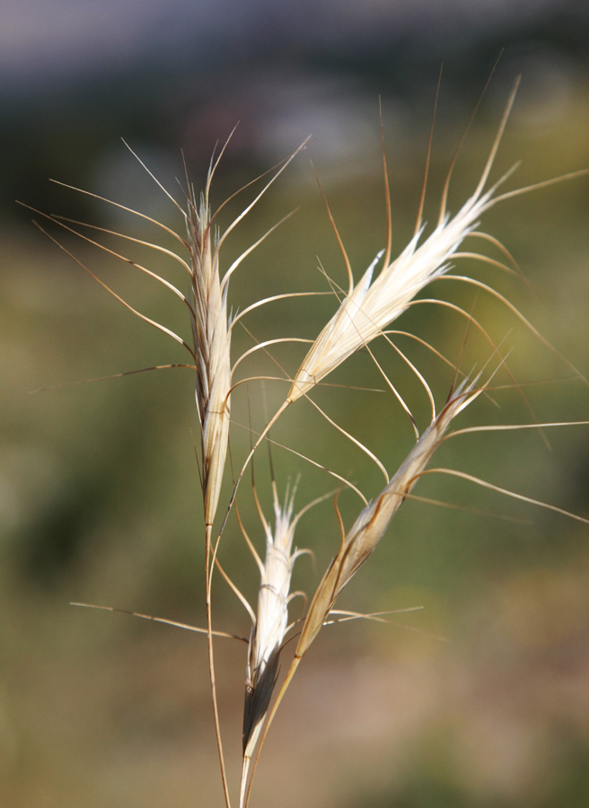 Изображение особи Bromus danthoniae.