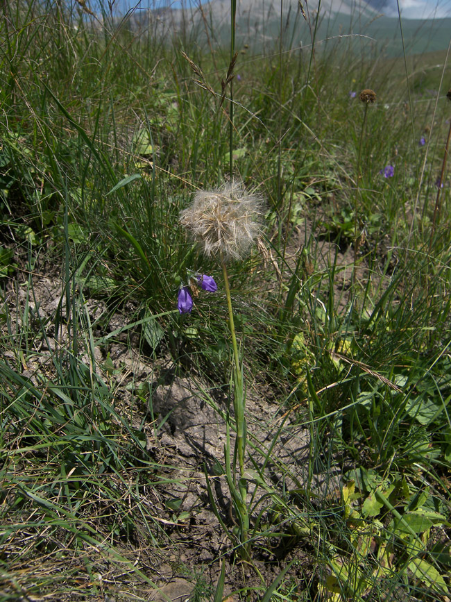 Изображение особи Tragopogon reticulatus.