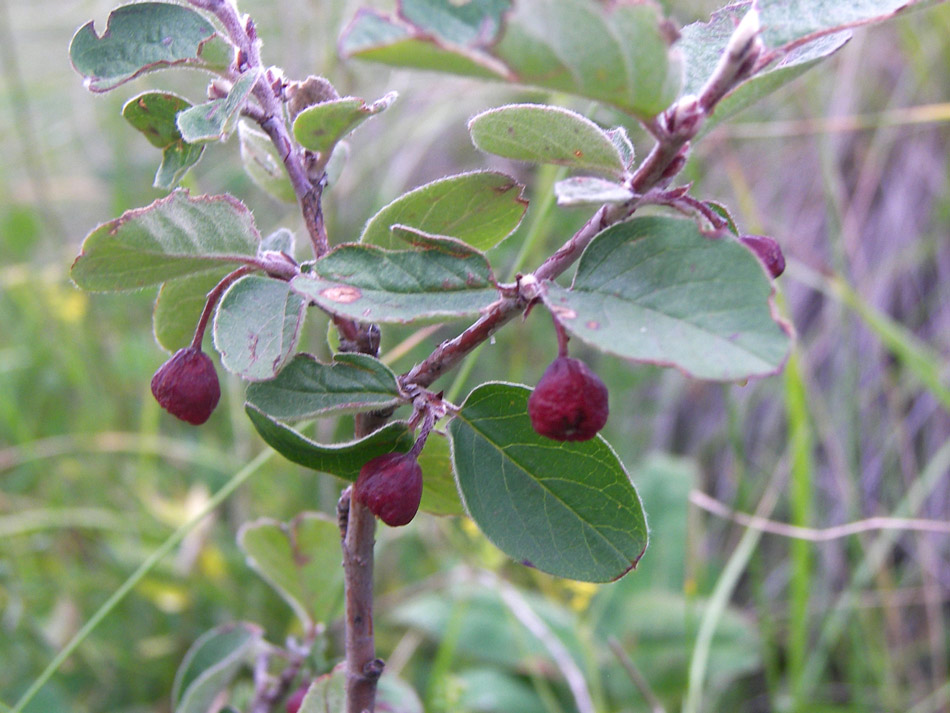 Image of Cotoneaster integerrimus specimen.