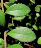 Azara microphylla