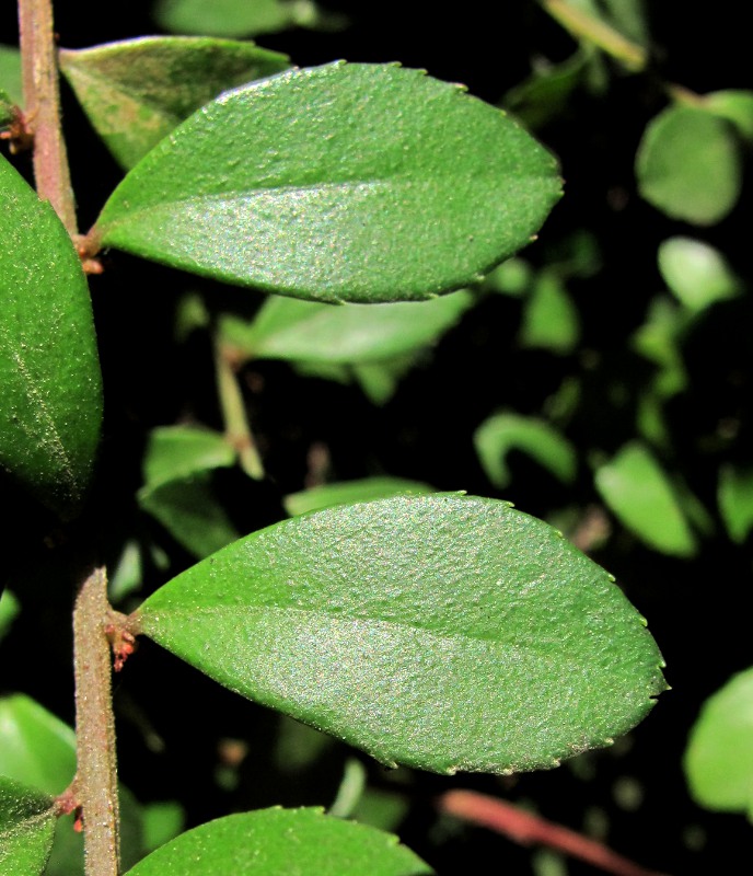Изображение особи Azara microphylla.