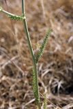 Apiaceae