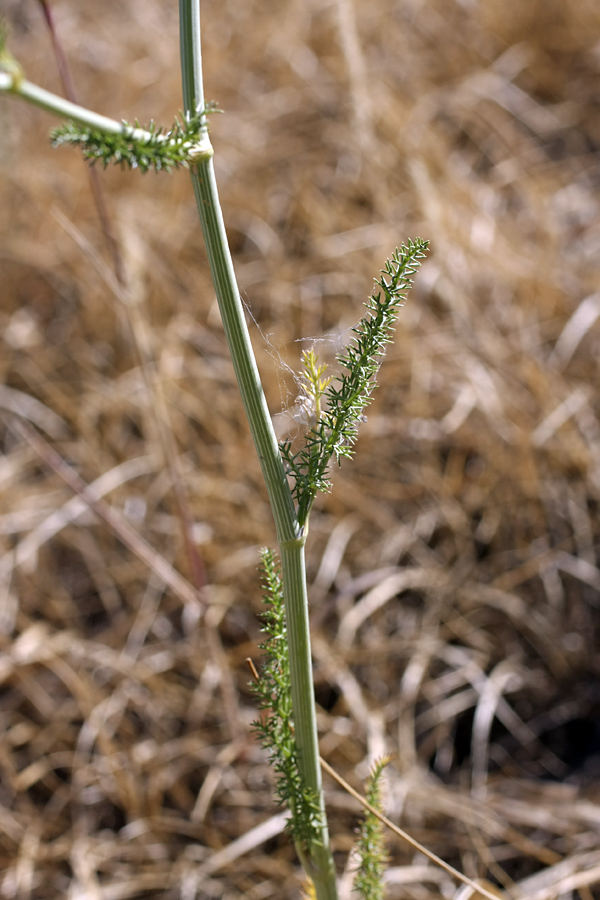 Изображение особи семейство Apiaceae.