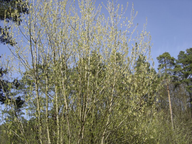 Image of Acer negundo specimen.